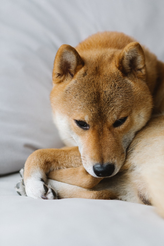 akita inu